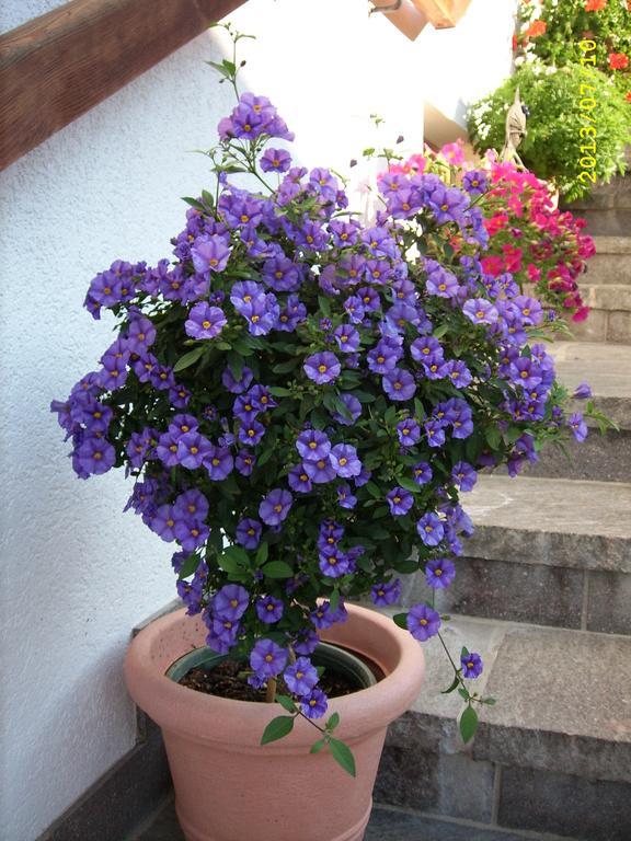 Hotel Haus Gmahblick Ferienwonungen Alpbach Zewnętrze zdjęcie